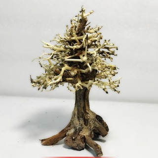 bonsai cây thông noel trang trí bể cá thuỷ sinh