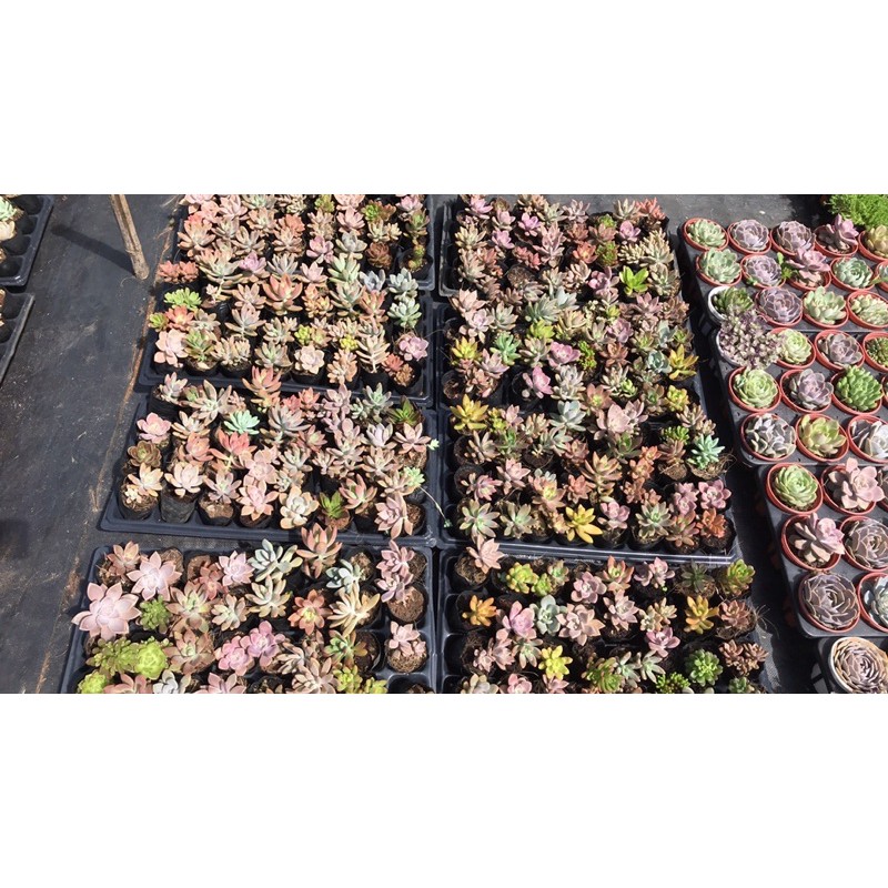 Combo 100 bầu sen đá