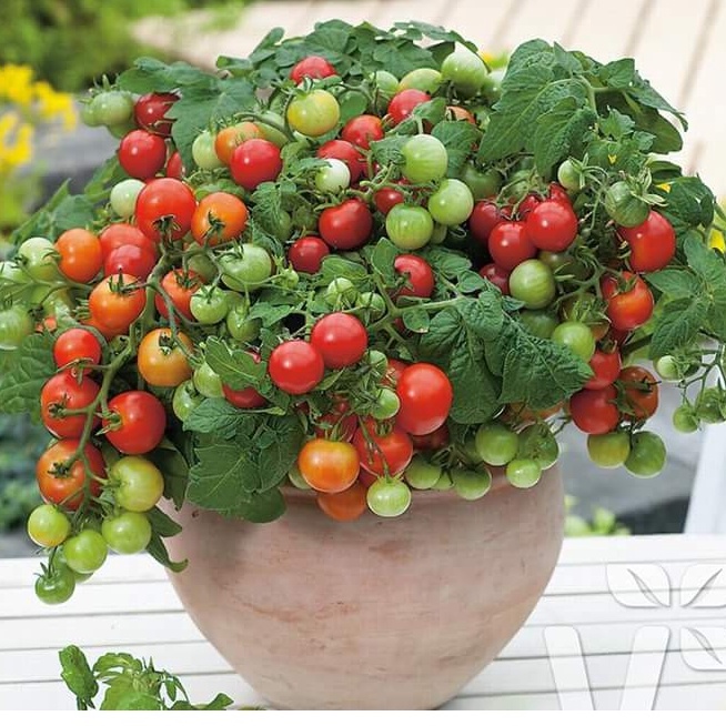 Hạt giống cà chua bi lùn đỏ,hạt giống chuẩn f1 - Gói 30 hạt