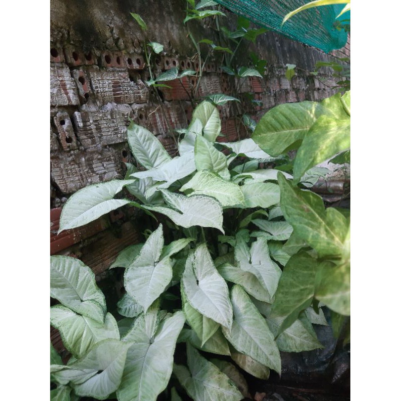 Trầu bà trắng 15k hình 3