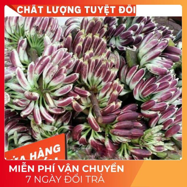 (Dược Liệu Quý) 1kg Quả chuối hột rừng Tây nguyên 🍀FREESHIP🍀Nguyên Quả Phơi Khô Tự Nhiên Chuẩn 100% | WebRaoVat - webraovat.net.vn