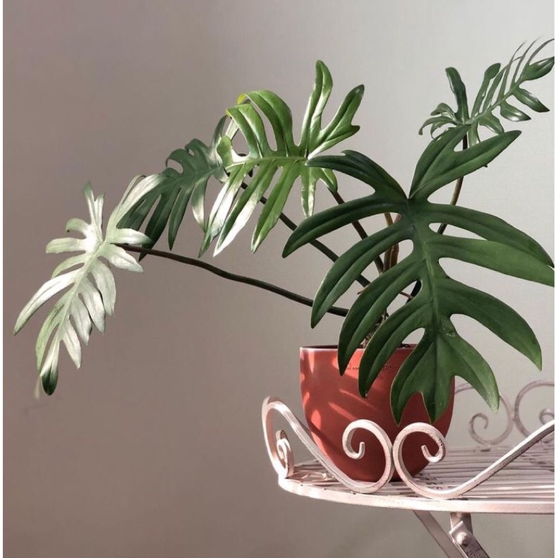 Cây philodendron mayoi