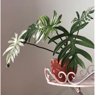 Cây philodendron mayoi
