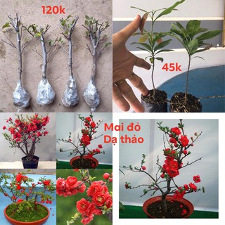 combo đơn hàng 25 cây mai mongtuyen04