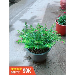 Hoa Cẩm Tú Mai