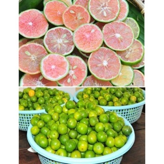 Cây giống chanh đào