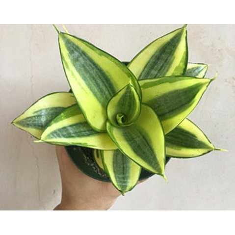 Cây lưỡi hổ để bàn hút tài lộc
