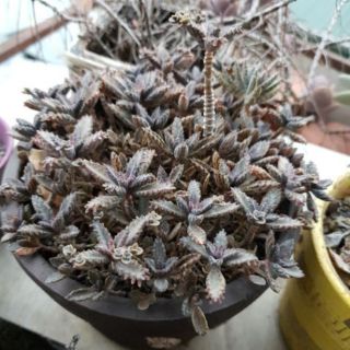 Cây thằn lằn/xương cá- Kalanchoe delagoensis/kalanchoe houghtonii (combo 5 cây con) hoặc 2 cây nhỡ