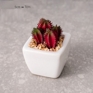 Chậu sen đá xương rồng mini