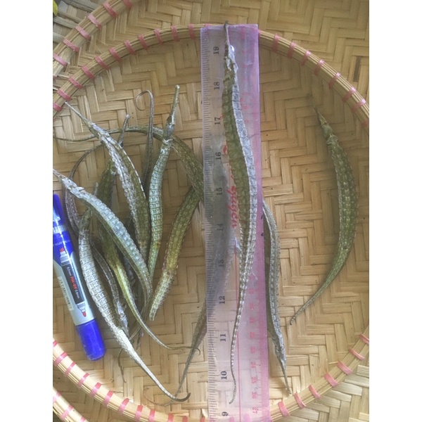 Combo 10 con cá hải long 3 cạnh Kiên Giang