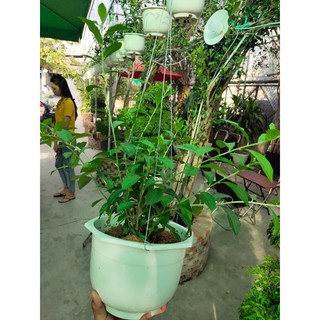 Cúc tần ấn độ