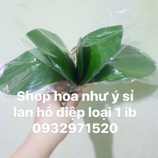 Lá lan hồ điệp