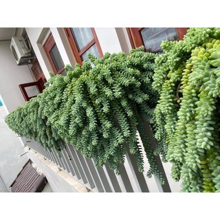 Sen đá chuỗi Ngọc bi