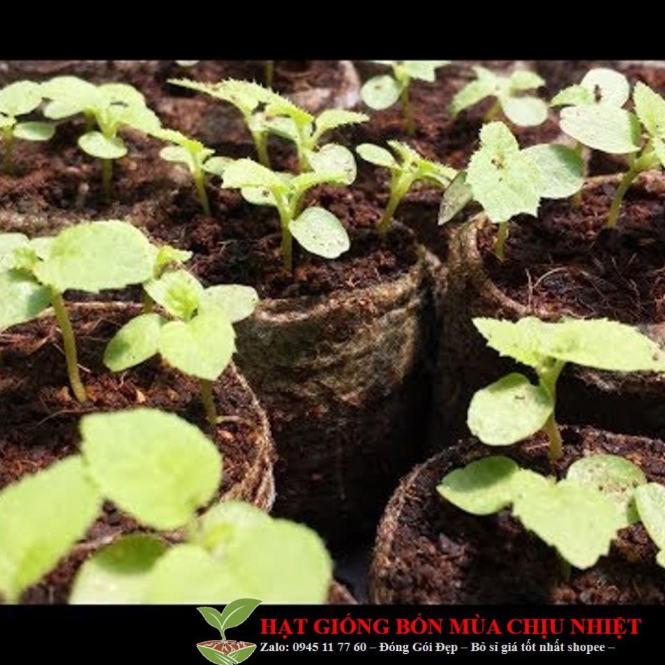 Gói 10 hạt giống KIWI leo giàn siêu trái