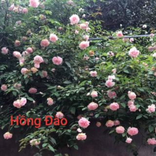 Cành Chiết Hoa Hồng Đào Cổ (Giống Hoa Hồng)