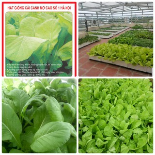 Hạt Giống Rau Cải Mơ Lùn 20gr
