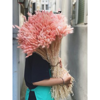 Decor - Cỏ đuôi thỏ (bó 50 cành)