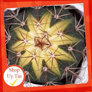 Xương rồng đốm vàng lớn🍏 |FREESHIP| 🔥 XỨ NÓNG, ĐÃ THUẦN KHÍ HẬU, KHOẺ ĐẸP 🍏 LỖI 1 ĐỔI 1