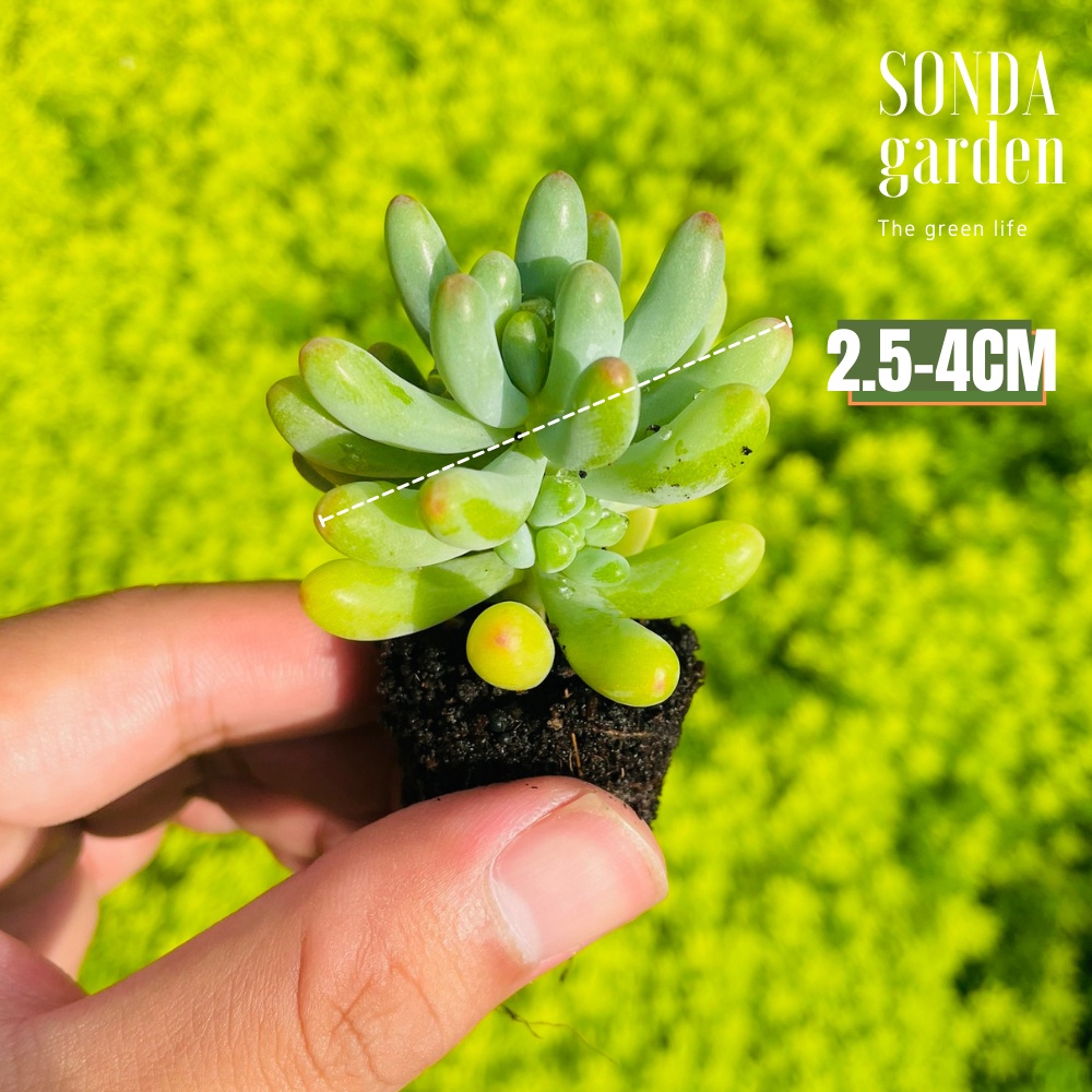 Sen đá thạch ngọc mĩ SONDA GARDEN size mini 2.5-4cm, cây cảnh trang trí nhà cửa, lỗi 1 đổi 1