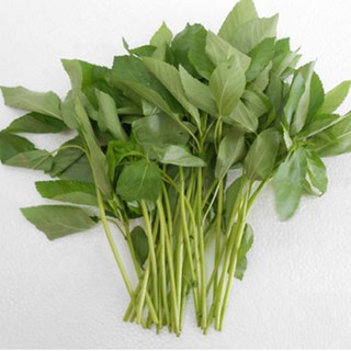 Hạt giống Rau Đay Trắng 20G