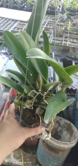 Cattleya Siam red Star
