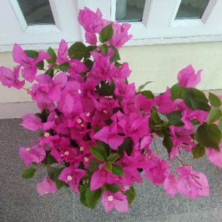 Giấy màu sát pháo
