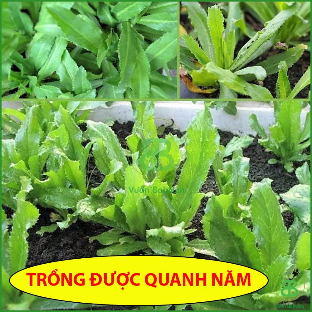 Hạt Giống Ngò Gai (Mùi Tàu) 5Gr Dễ Trồng, Thơm