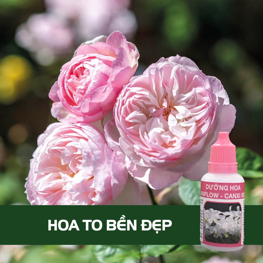 Dưỡng hoa Lan, Hồng, Mai NỞ TO BỀN ĐẸP ANFLOW 20ml | BigBuy360 - bigbuy360.vn