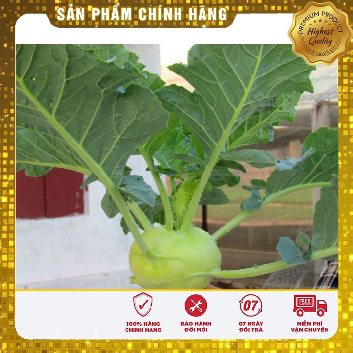 Hạt giống Su Hào Xanh trồng thùng xốp trồng vườn ( gói 0.2 gram)