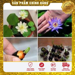 Hạt Giống Súng Mini Thái(5 hạt)