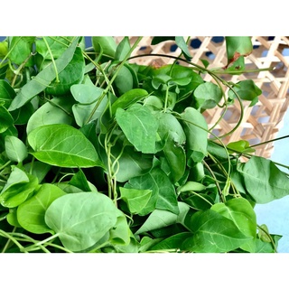 HẠT GIỐNG LÁ GIANG - 10 hạt