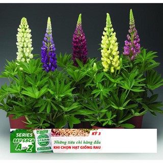Hạt giống hoa đậu lupin mix 20 hạt