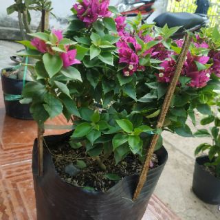 Cây hoa giấy mỹ hình tự chụp