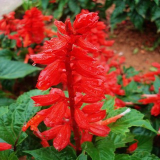 Hạt giống HOA XÁC PHÁO ĐỎ - GÓI 0,5 GRAM