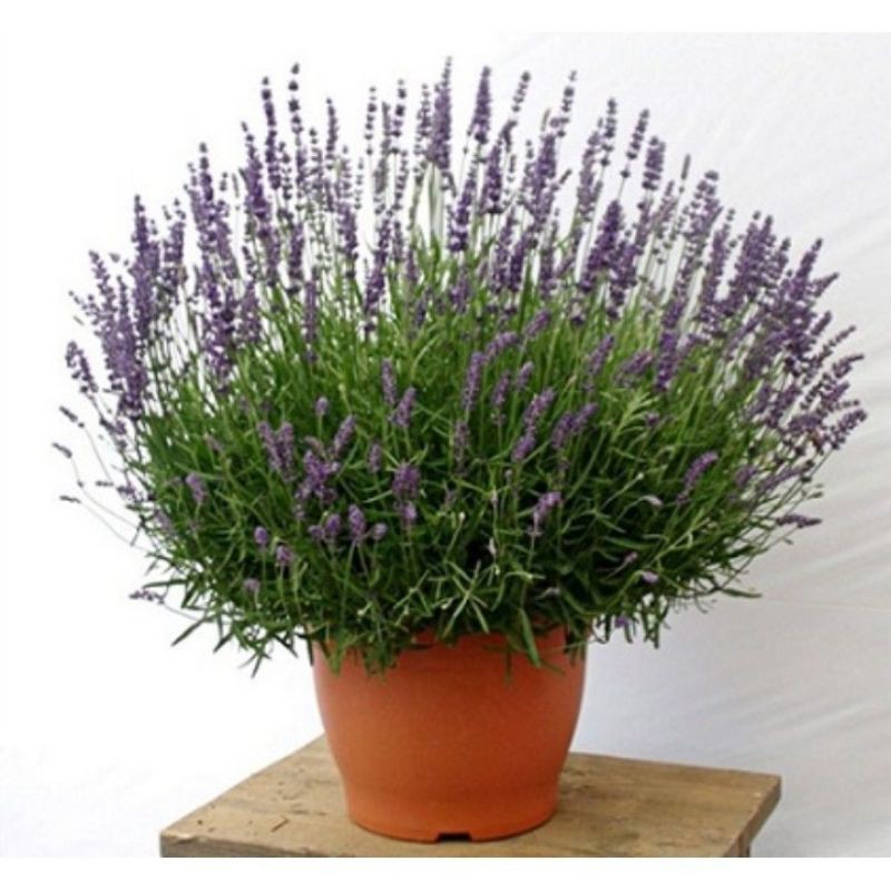 Cây oải hương lavender cây bao đẹp