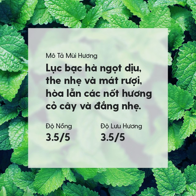 18 MÙI Tinh Dầu Đuổi Muỗi Xông Thơm Phòng Organic Thiên Nhiên Nguyên Chất Đậm Đặc HENY GARDEN