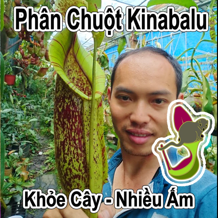 Phân Chuột Kinabalu cho cây nắp ấm, cây gọng vó