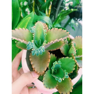 Cây Sống Đời (Mẹ Nghìn Con)