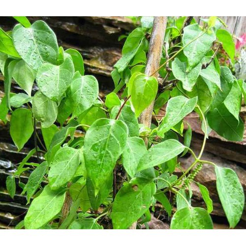 HẠT GIỐNG CÂY LÁ GIANG NAM BỘ GIANG CHUA DÂY DANG LÁ CHU-MON LÁ LỒM - GÓI 5 HẠT