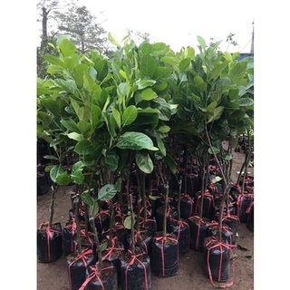 CÂY GIỐNG MÍT SƠ ĐỎ RUỘT ĐỎ MALAY