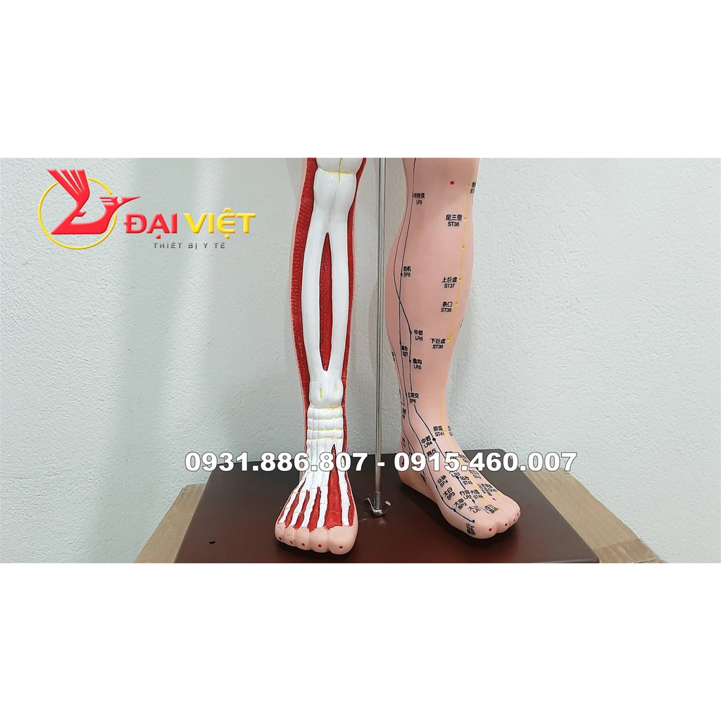 Mô hình huyệt vị cơ thể người kèm giải phẫu nội tạng