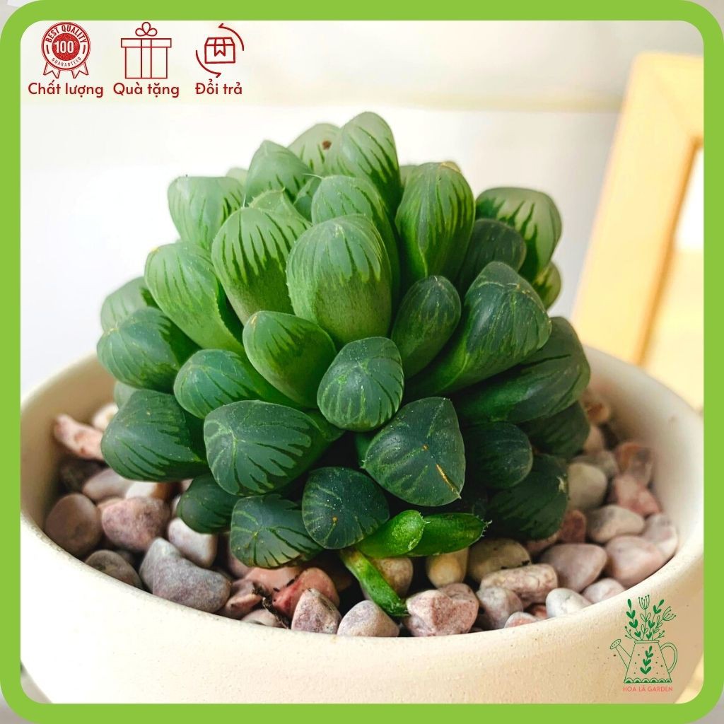 Sen đá kim cương haworthia cooperi lá hạt nhỏ (size 5cm, tặng đất trồng)