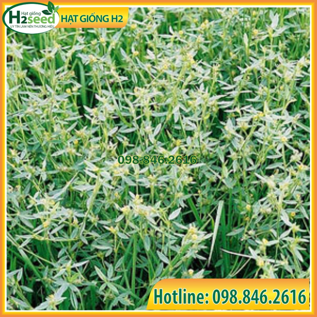 Hạt Giống Cỏ Yến Mạch - Gói 50g – Hạt Giống Cỏ Giàu Dinh Dưỡng cho Chăn Nuôi Gia Súc và Có Thể Dùng Nuôi Mèo