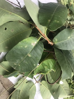 DẦU GỘI THẢO MỘC