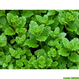 Hạt giống Rau Bạc Hà (Húng Lũi)