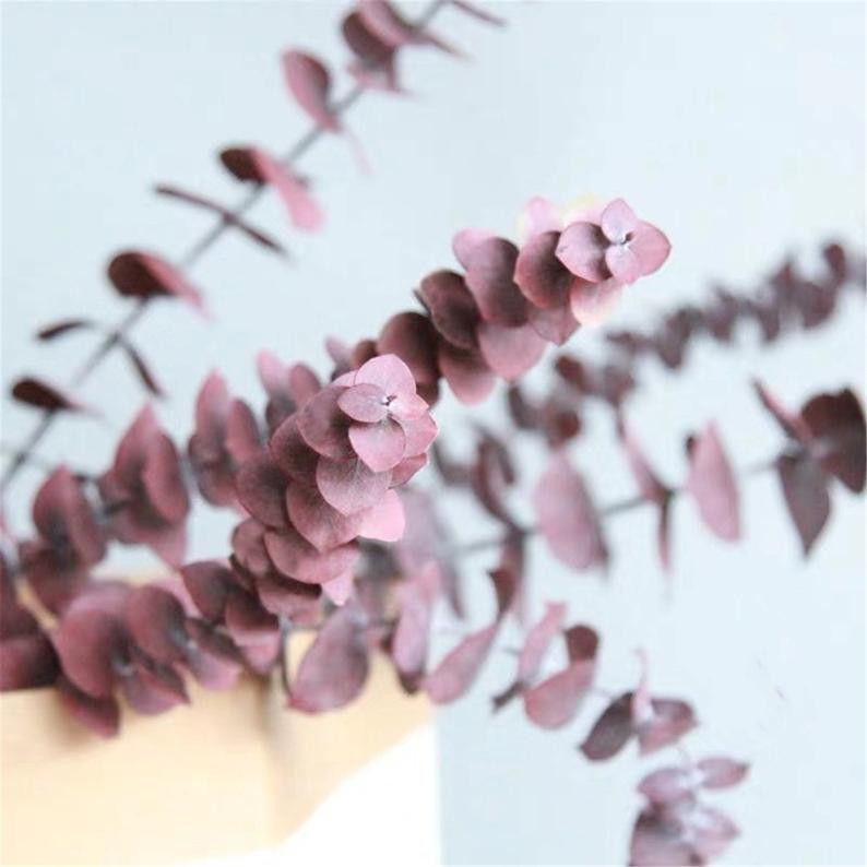 HOA KHÔ- Lá Khuynh diệp khô Eucalyptus dùng trang trí, decor, chụp ảnh