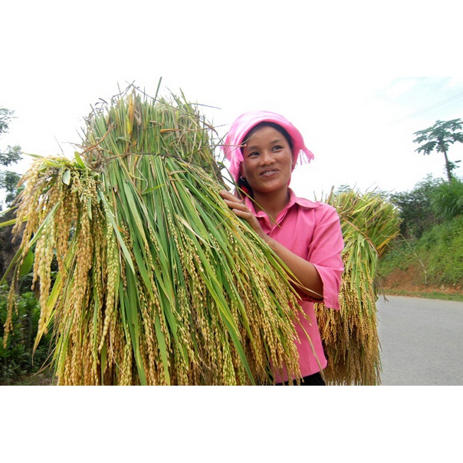 Gạo Nếp Tú Lệ Chính Gốc [Ngon Đặc Biệt 1kg] | BigBuy360 - bigbuy360.vn