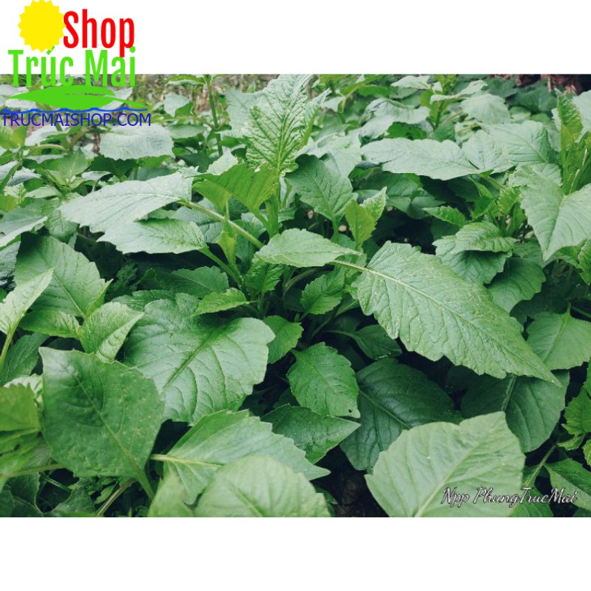 Giống hoa thược dược màu đỏ  cánh kép
