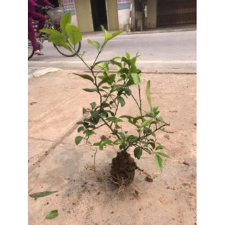 [Xả - Cắt Lỗ ] Cây Chanh Ta Giống