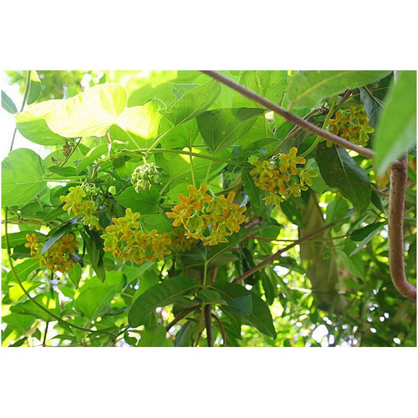 Cây giống hoa thiên lý